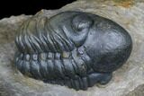Dalejeproetus & Two Reedops Trilobite Association #174904-7